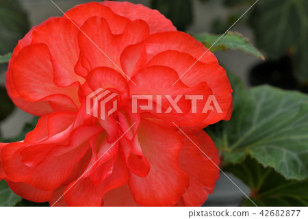 Bulgaria Begonia Bulgaria Begonia 42682877