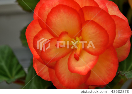 Bulgaria Begonia 42682878