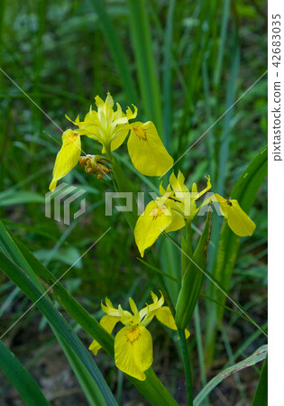 Sweet Flag flowering closeup 42683035