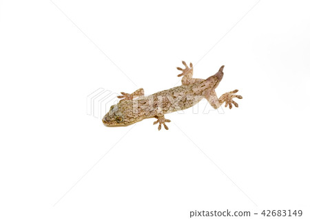 A gecko whose tail grew 42683149