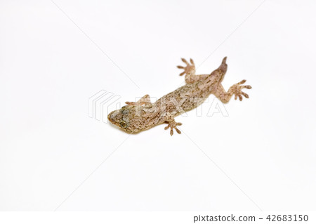 一隻尾巴長了的壁虎 42683150