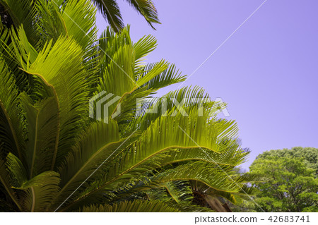 Cycads 42683741