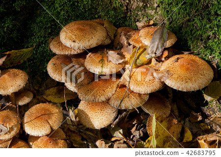 Bunch of autumnal pholiota fungi closeup Bunch of autumnal pholiota fungi closeup 42683795