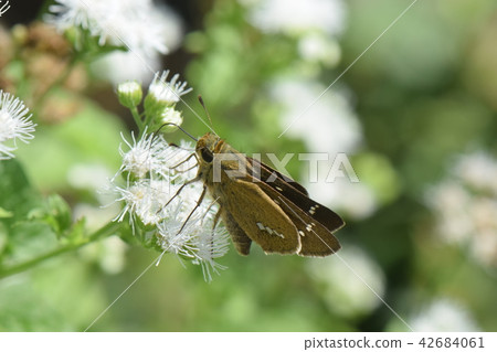 Butterfly Butterfly 42684061