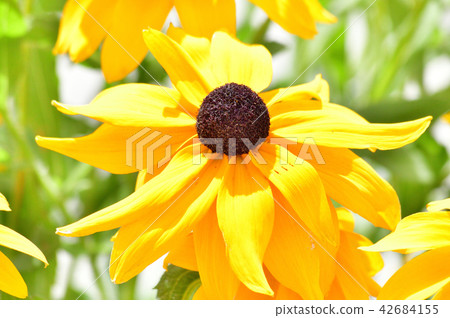 Photos taken of close-ups of yellow flower petals Photos taken of close-ups of yellow flower petals 42684155