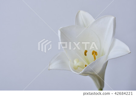 百合 百合 42684221