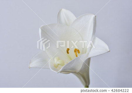百合 百合 42684222