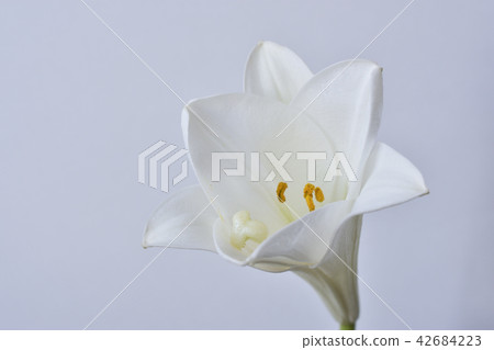 百合 百合 42684223