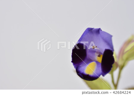 Torenia Torenia 42684224