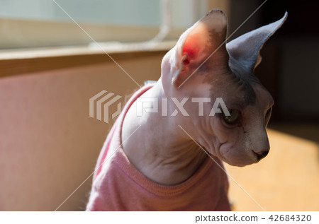 Tsukuba cat 4 42684320