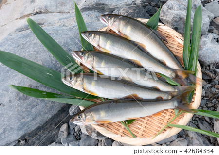 Natural ayu Natural ayu 42684334