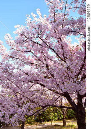 Sasabezakura櫻花樹 42684469