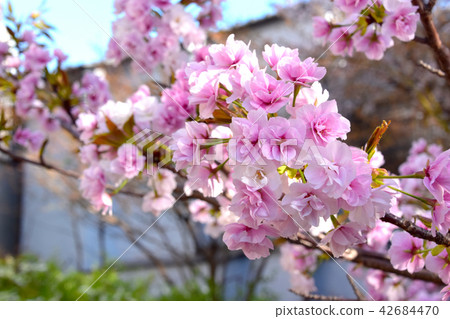 Sasabezakura cherry tree 42684470