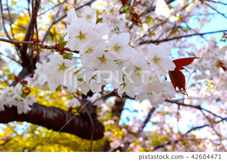 Okamoto Zakura Sakura 42684471