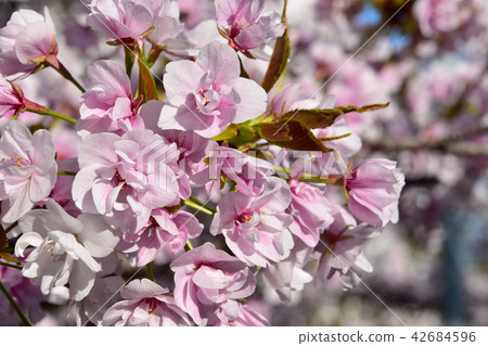 Sasabezakura櫻花樹 42684596