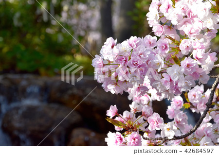 Sasabezakura櫻花樹 42684597