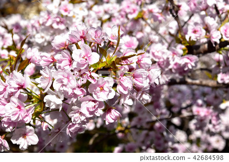 Sasabezakura櫻花樹 Sasabezakura櫻花樹 42684598