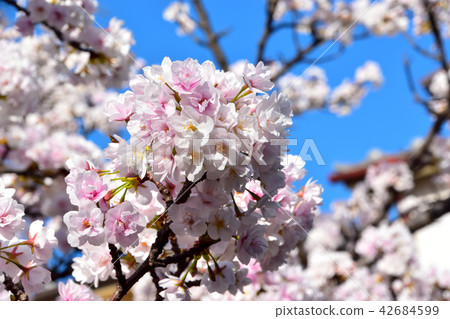 Sasabezakura櫻花樹 42684599