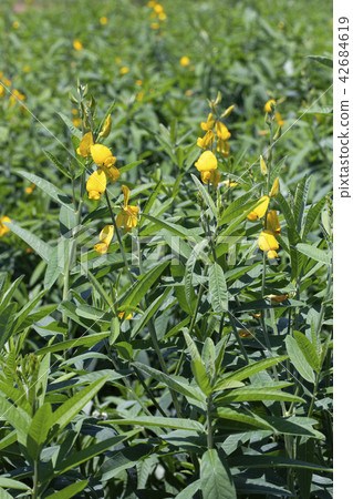 Crotalaria 42684619
