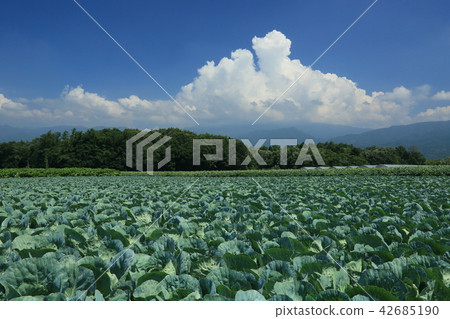 白菜田 42685190