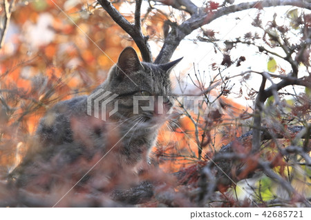 Nora cat 42685721