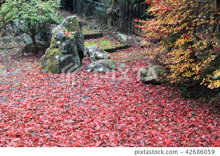 Autumn leaves 42686059