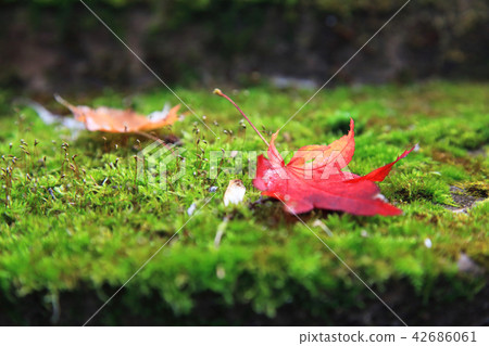 Maple  42686061