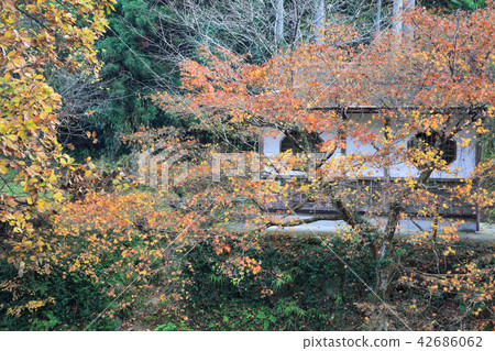 Maple autumn leaves 42686062