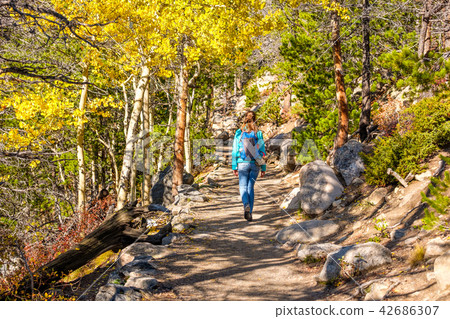 Tourist hiking in aspen grove at autumn Tourist hiking in aspen grove at autumn 42686307