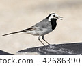 White wagtail 42686390
