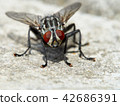 Gray fly 42686391