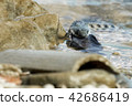 Water snake swallows fish 42686419