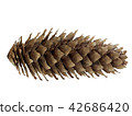 Fir cone isolated 42686420