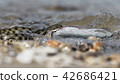 Water snake swallows fish 42686421