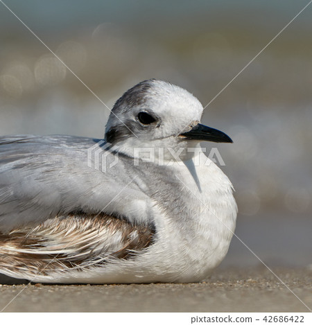 Seagull on the beach 42686422