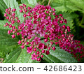 Spirea japonica 42686423