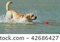 Yellow labrador runs along the coast 42686427