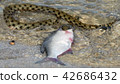 Water snake swallows fish 42686432