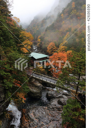 Autumn Leaves - Mitarai Valley / Tenkawa Village 42686890