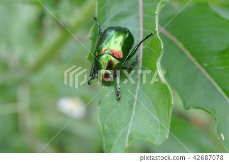 Scarab 42687078