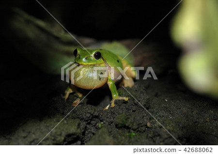 Singing frog Singing frog 42688062