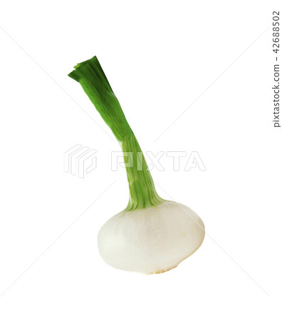 onion isolated on white background 42688502