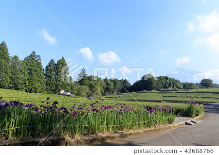 Tea plantation Tea plantation 42688766