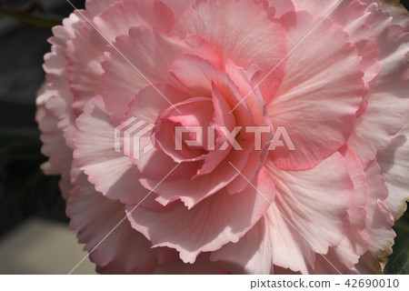 Bulgaria Begonia 42690010