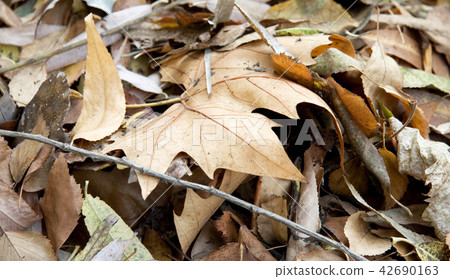 Dry leaves close up 42690163