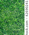 Grass closeup tecture 42690241