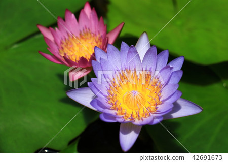 Lotus flower  42691673