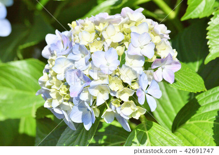 Photograph taken with hydrangea's handmade flowers with many decorative flowers that are painting light purple and light blue in closeup Photograph taken with hydrangea's handmade flowers with many decorative flowers that are painting light purple and light blue in closeup 42691747