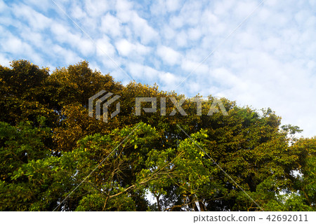 Blue sky and jungle Borneo 42692011