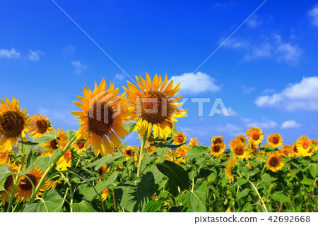 sunflower	 42692668